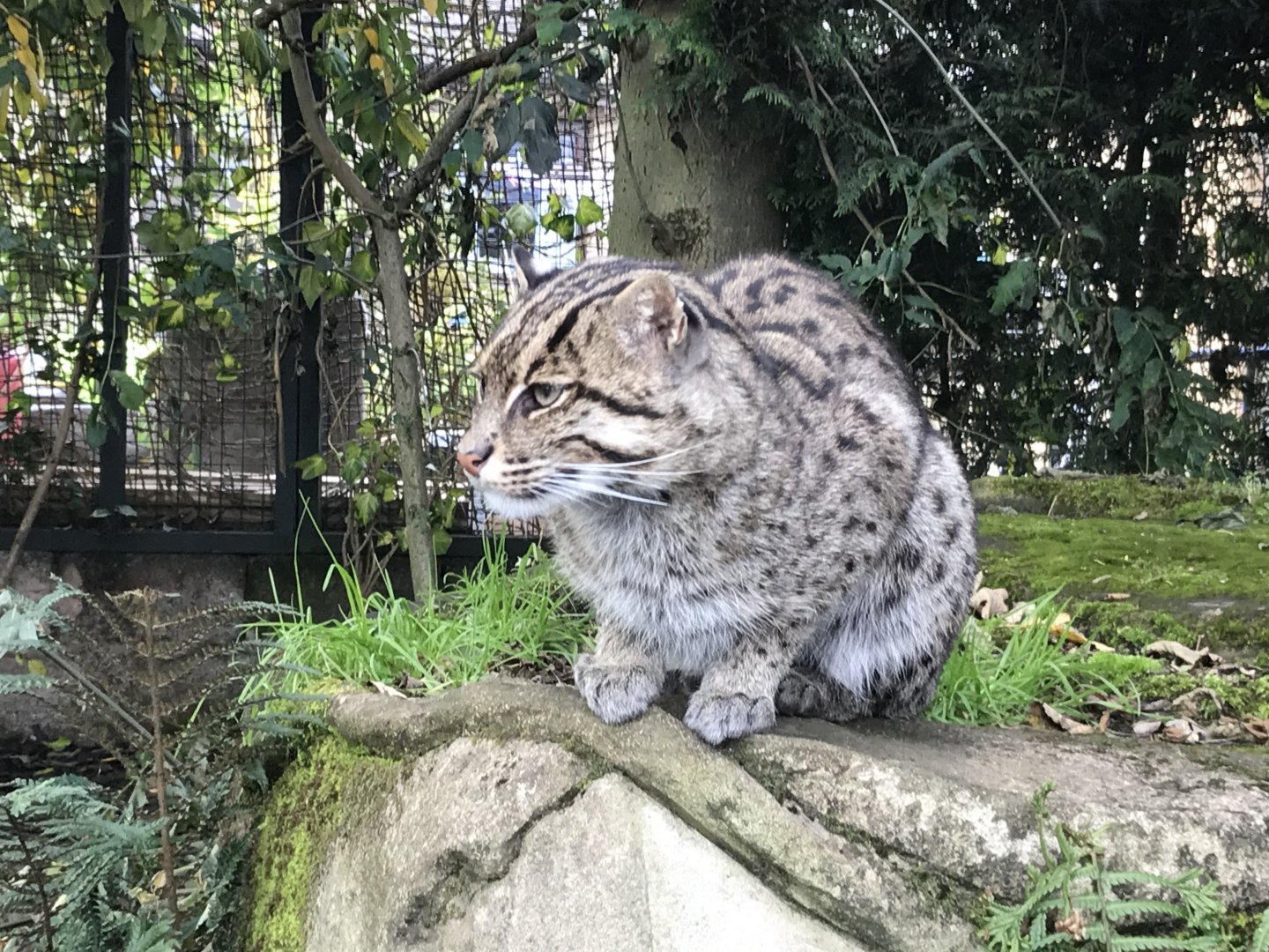 Fishing cat