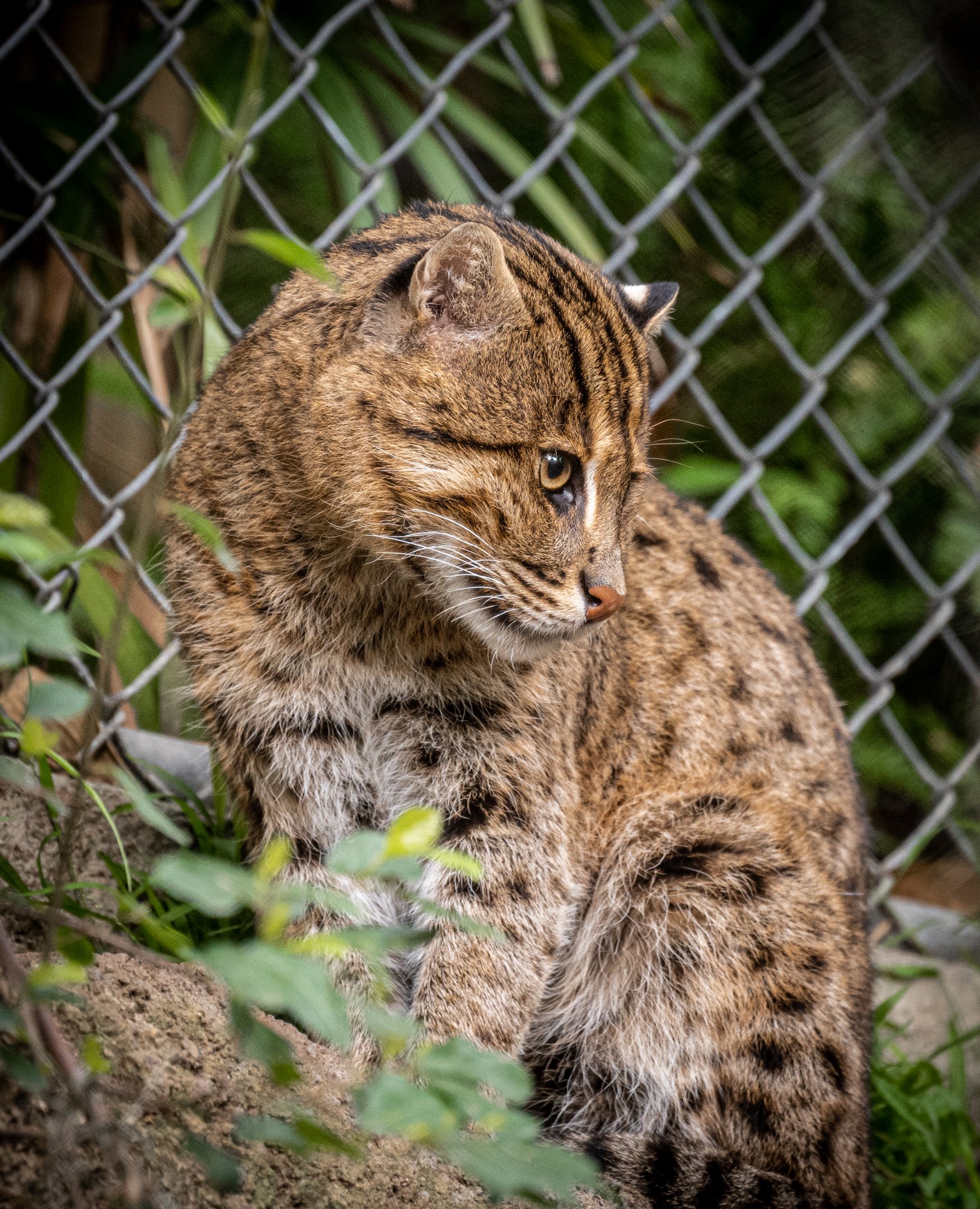 Fishing Cat