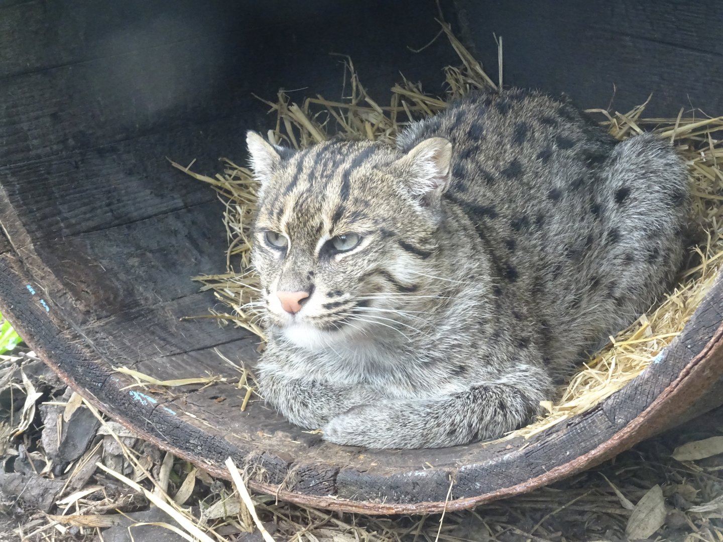 Fishing Cat