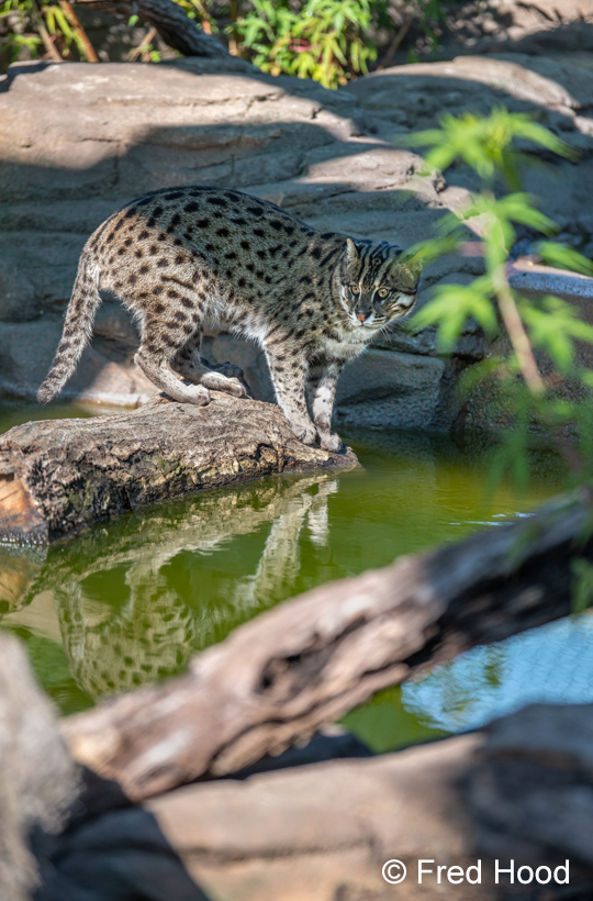 fishing cat