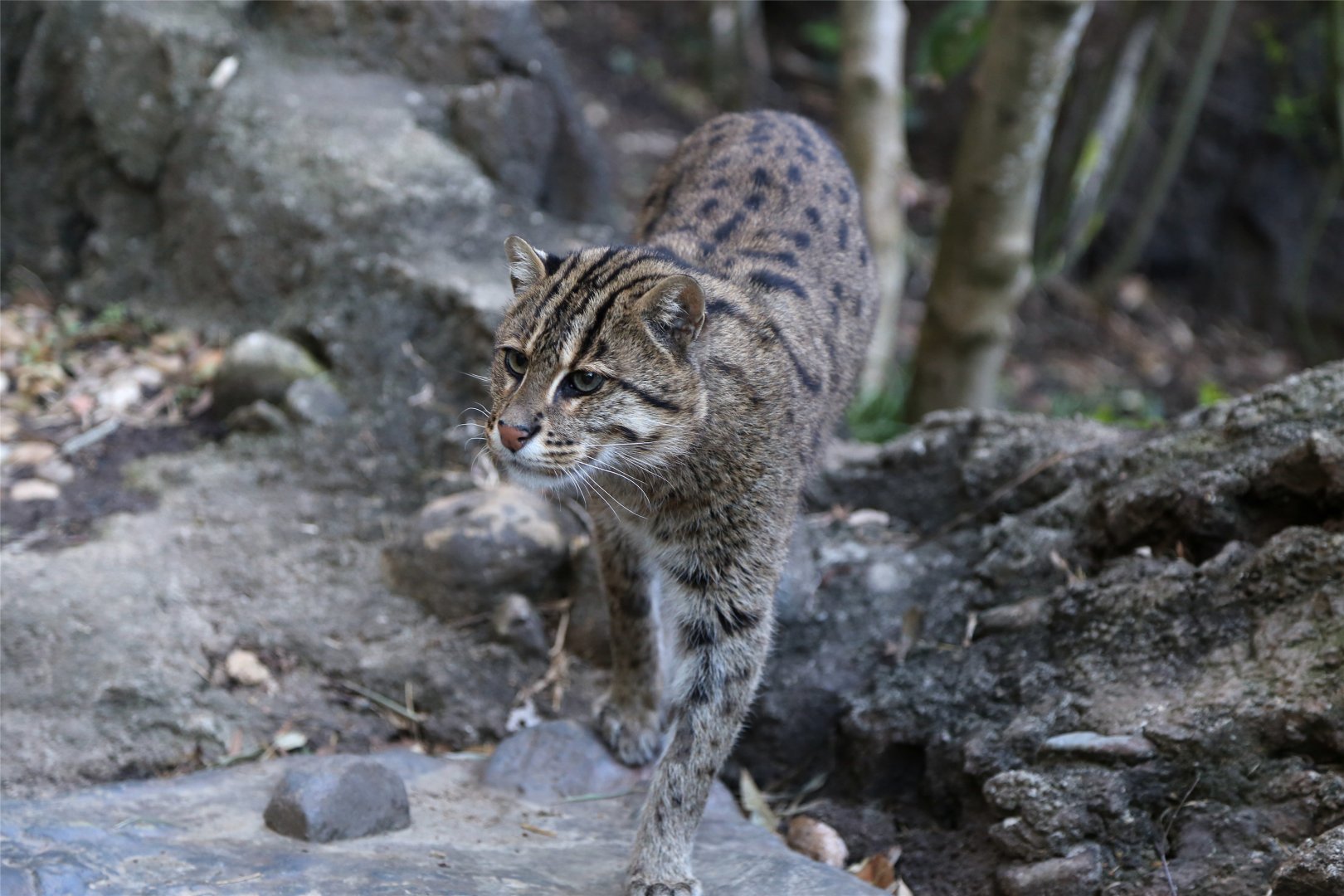 Fishing Cat