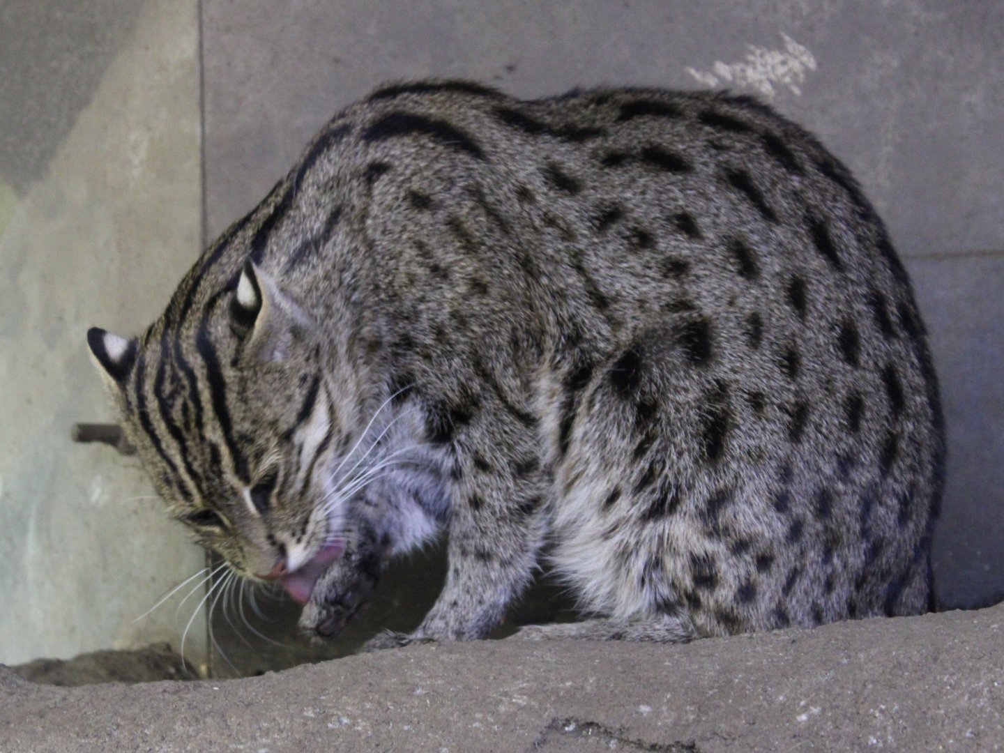 Fishing cat