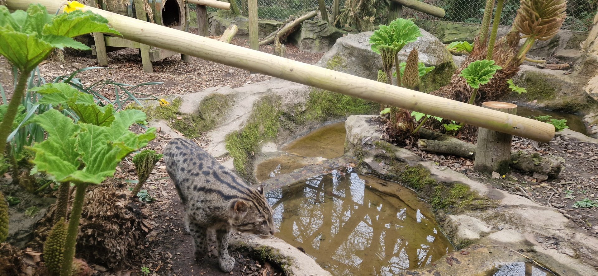 Fishing Cat