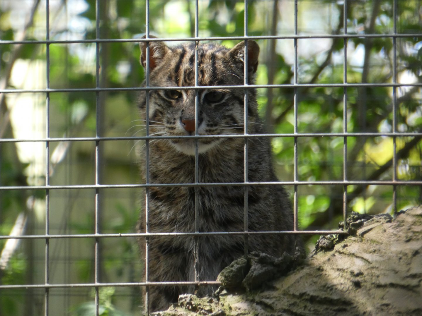 Fishing cat