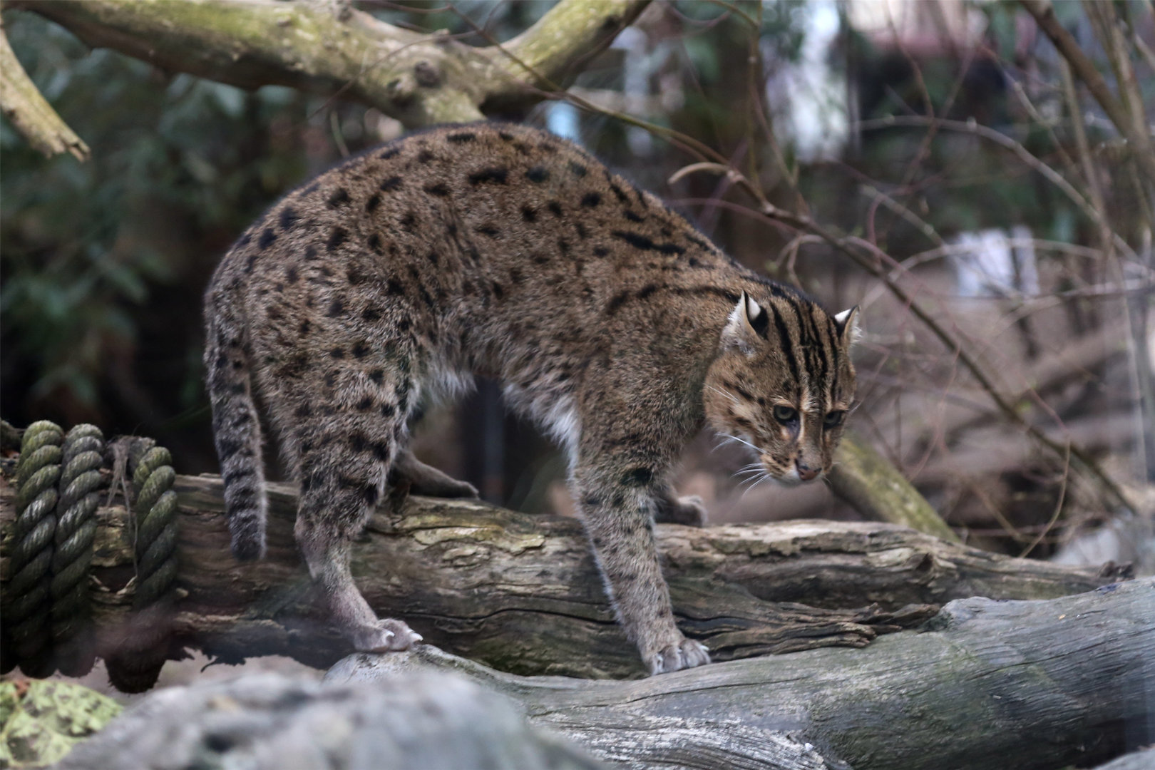 Fishing Cat