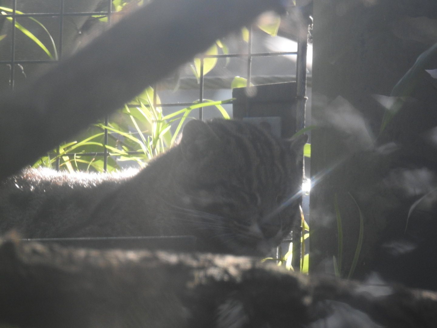 Fishing Cat