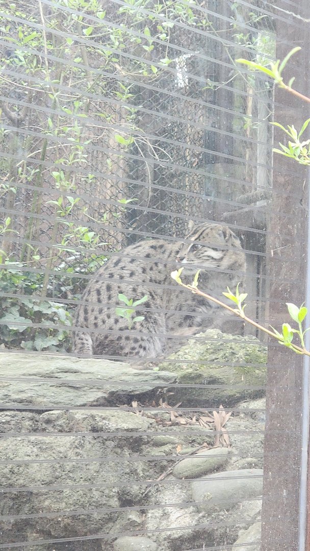 Fishing Cat