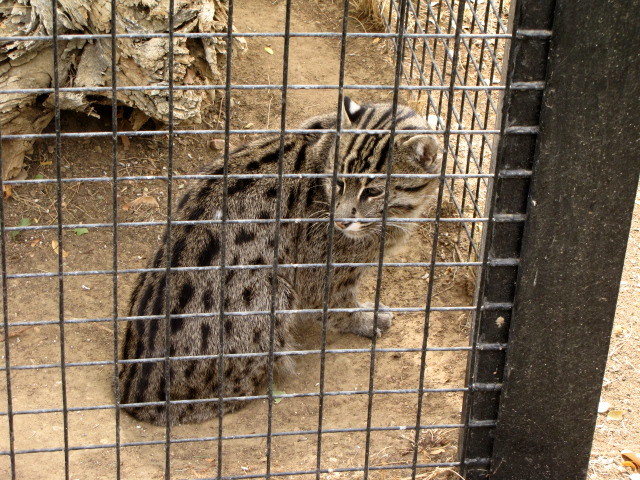 Fishing Cat