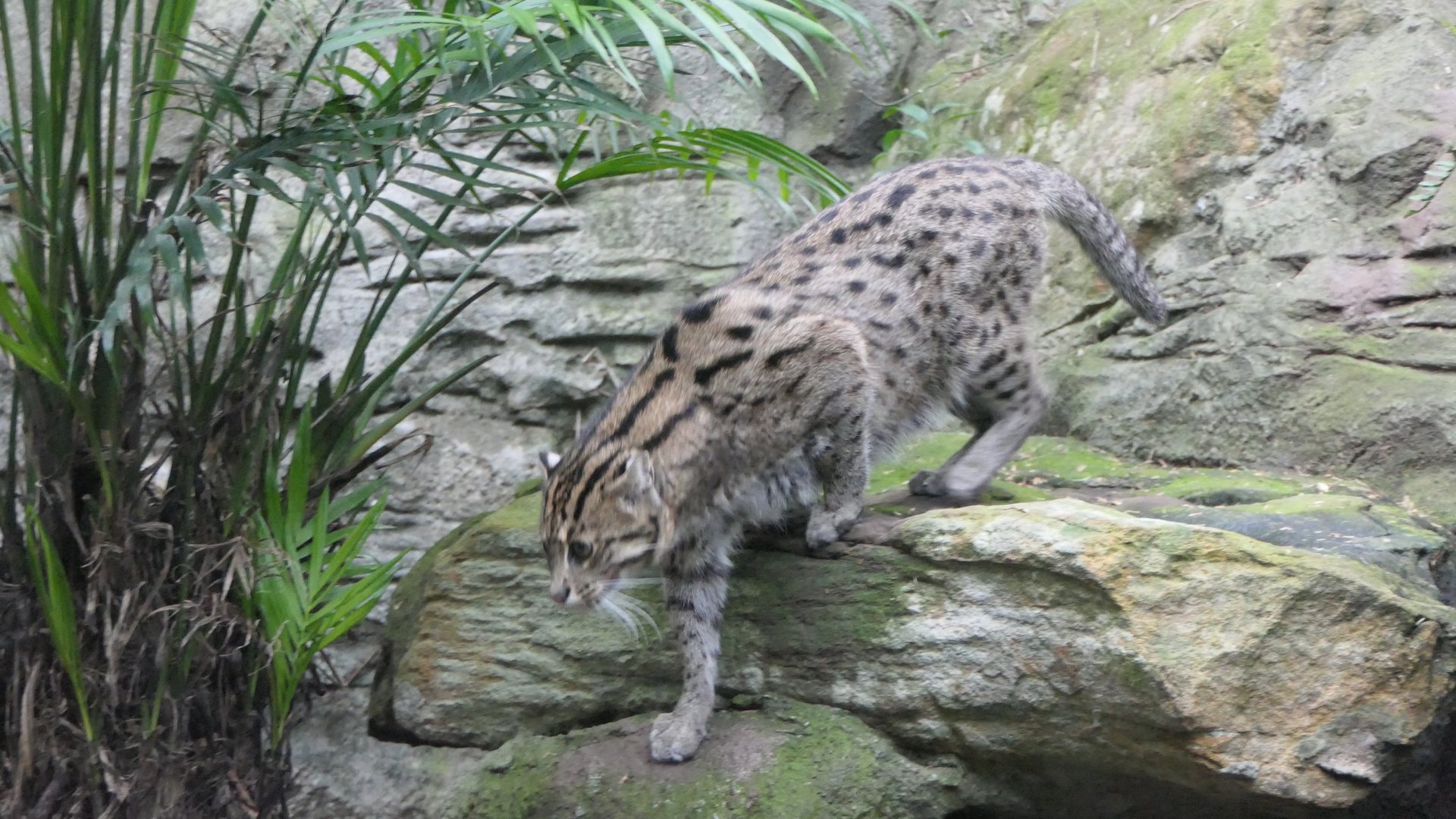 Fishing Cat