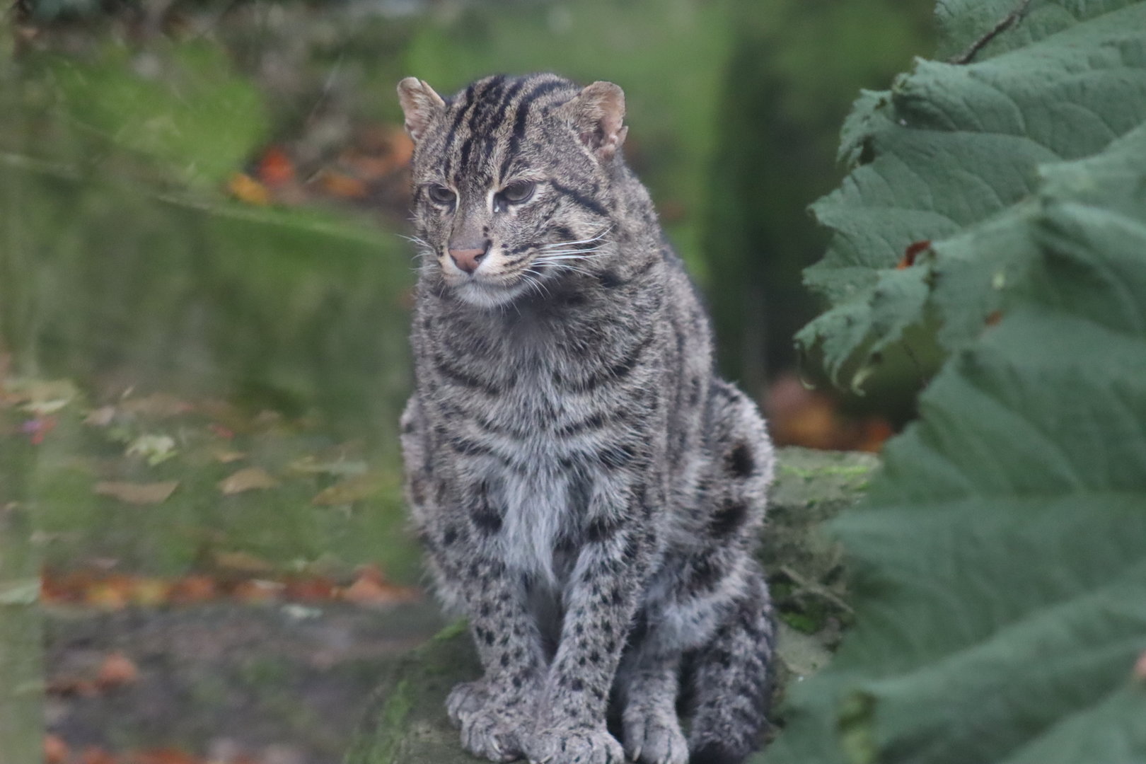 Fishing Cat