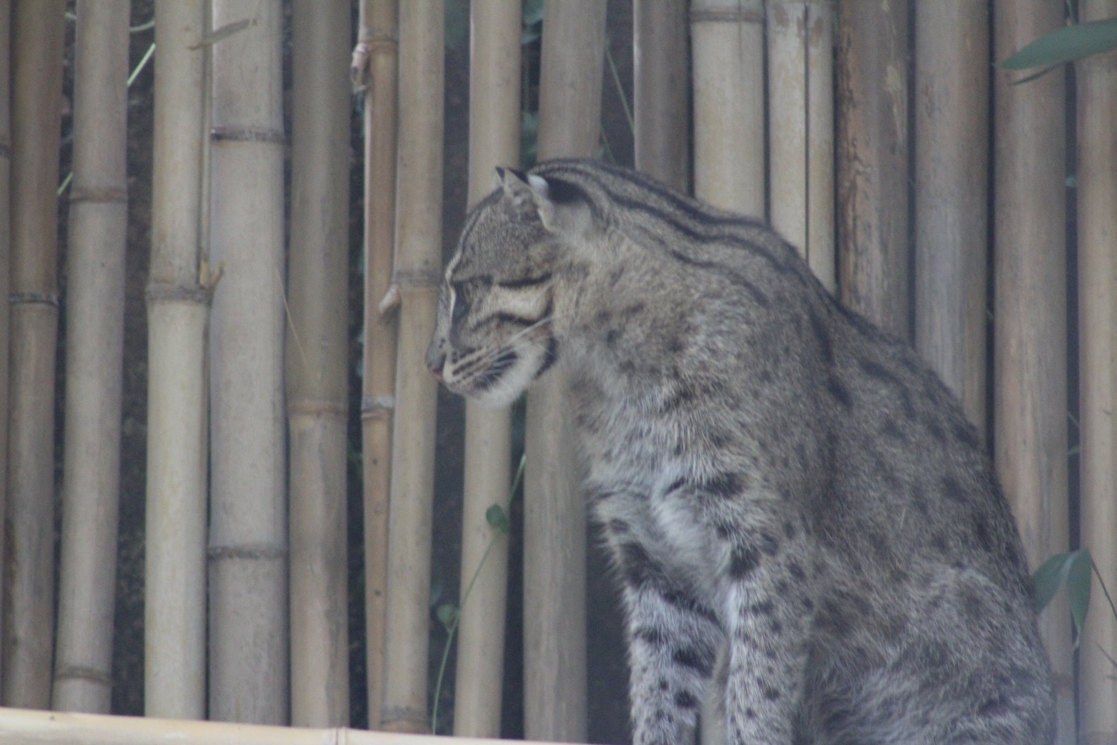 Fishing cat