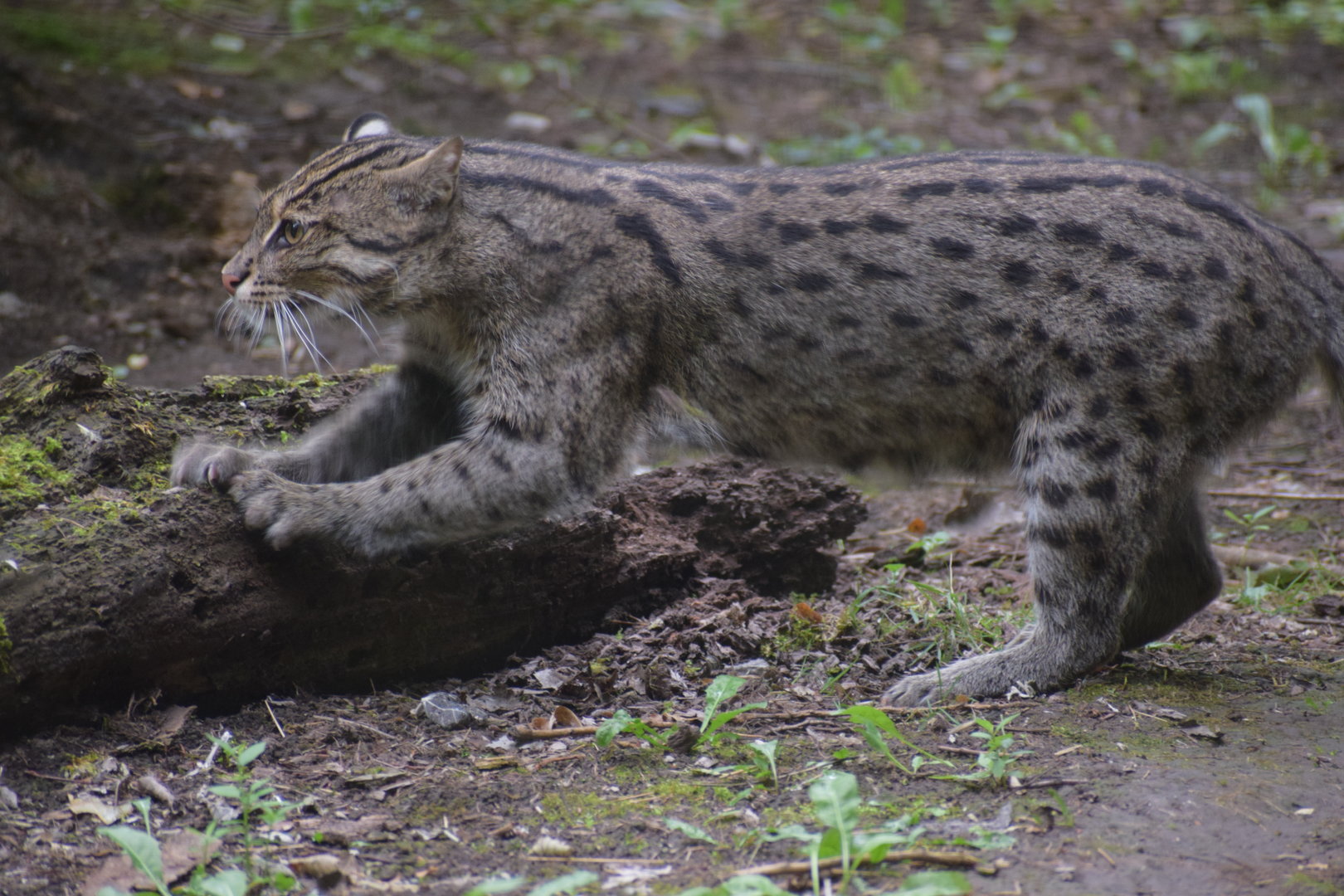 Fishing cat