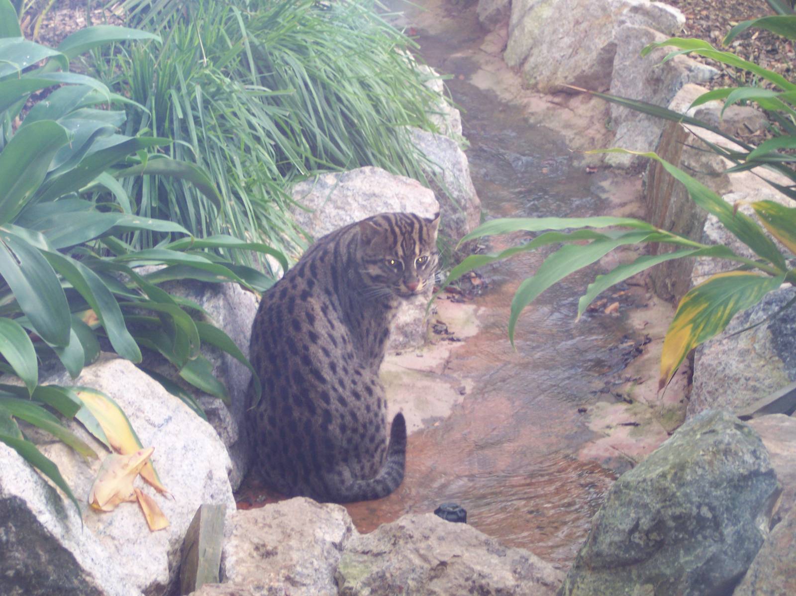 Fishing Cat