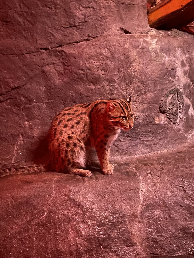 Fishing Cat