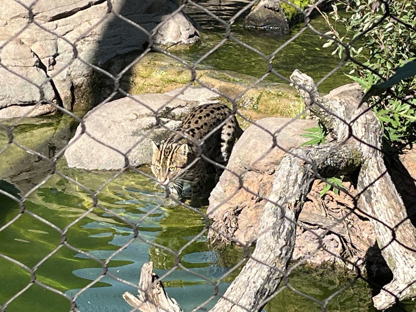 Fishing Cat