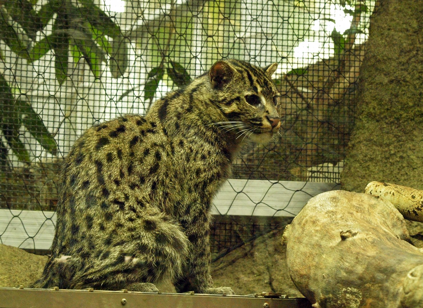 Fishing cat