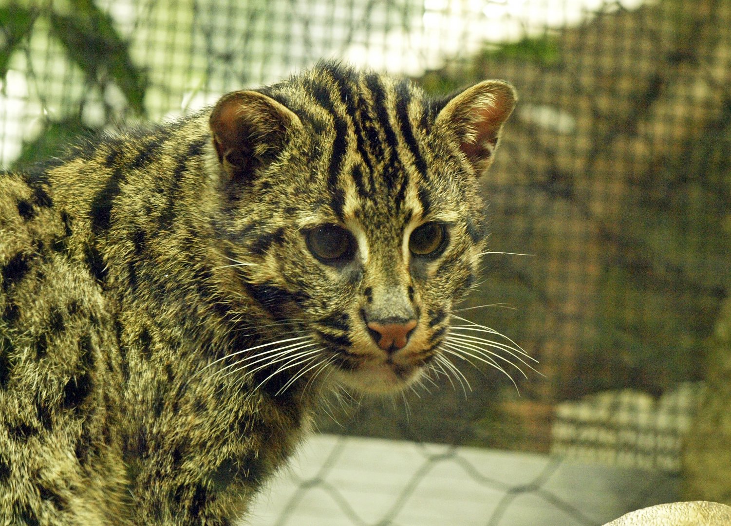 Fishing cat