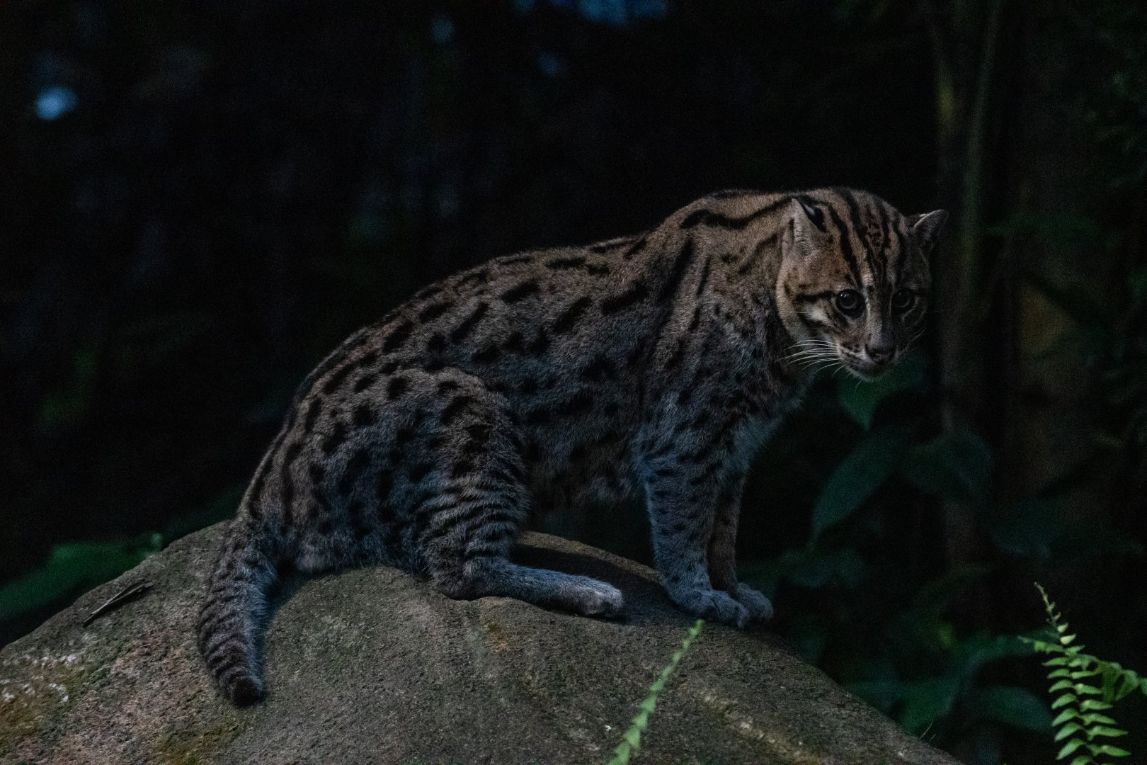 Fishing Cat
