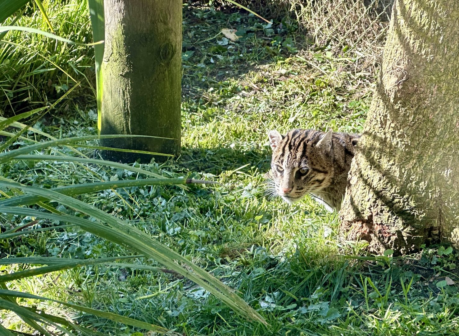 Fishing cat