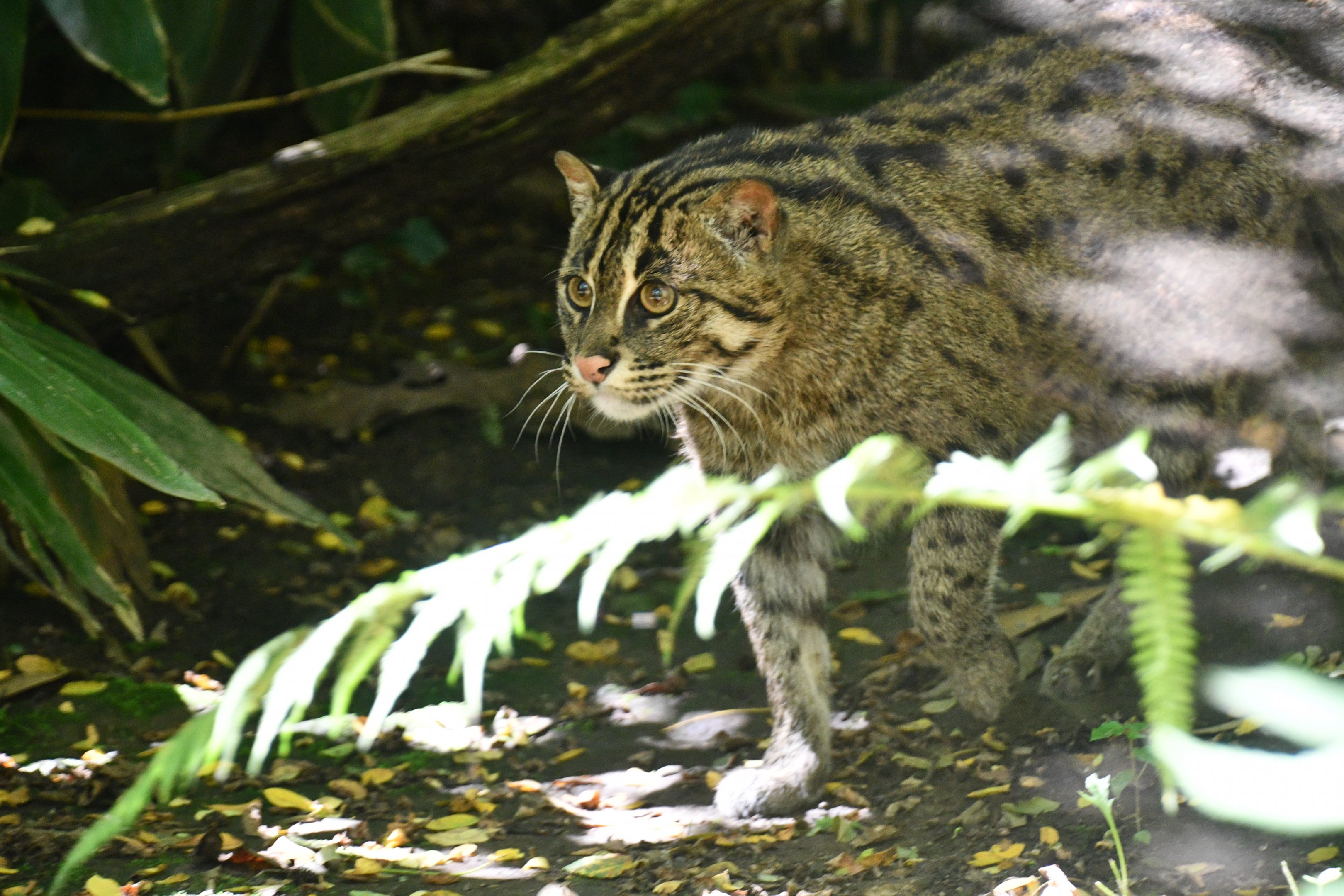 Fishing Cat