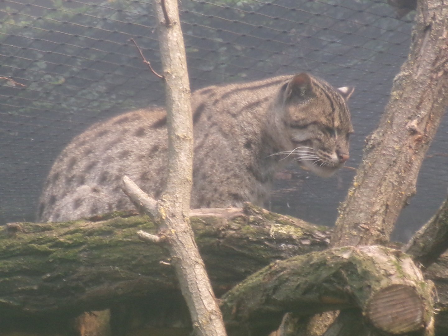 Fishing cat
