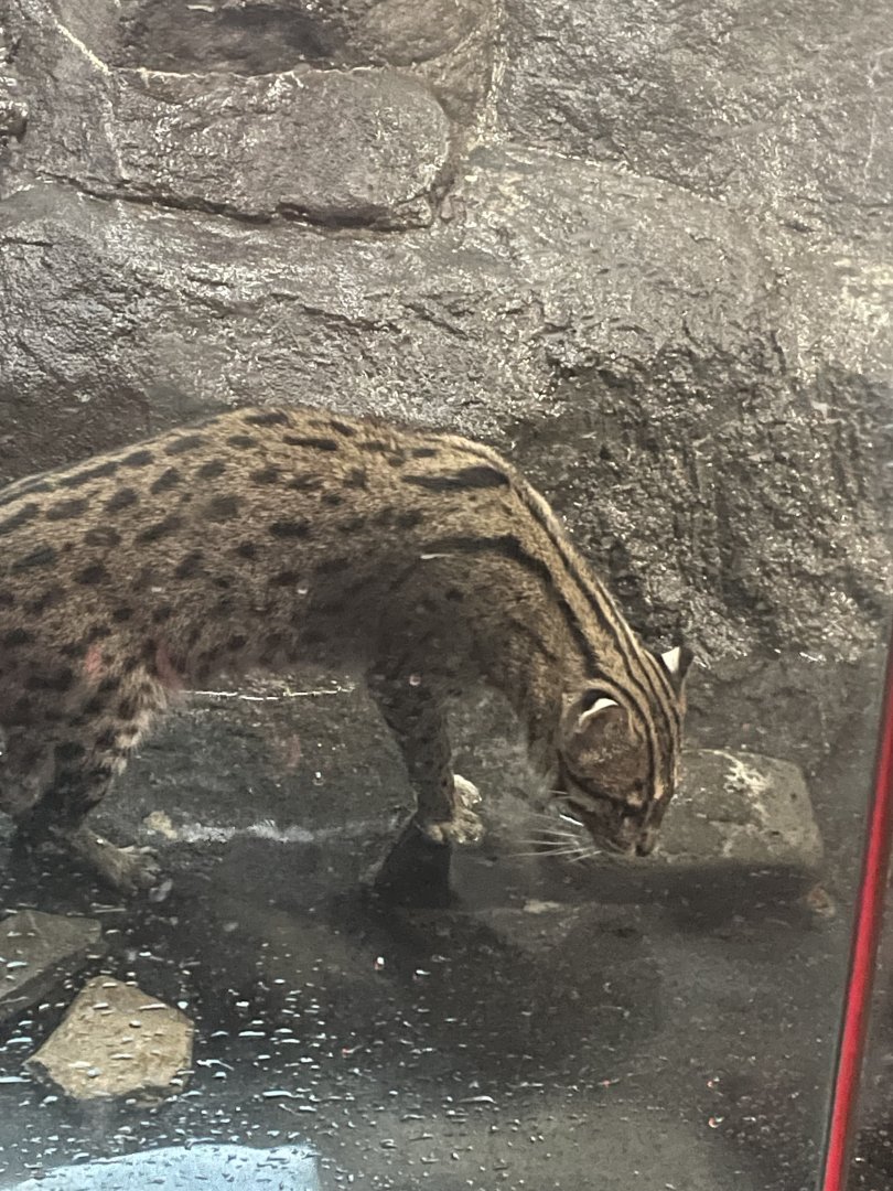 Fishing Cat