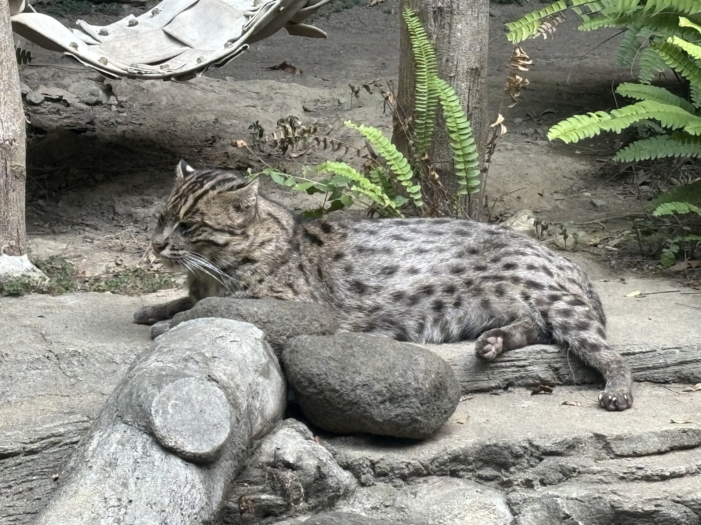 Fishing Cat