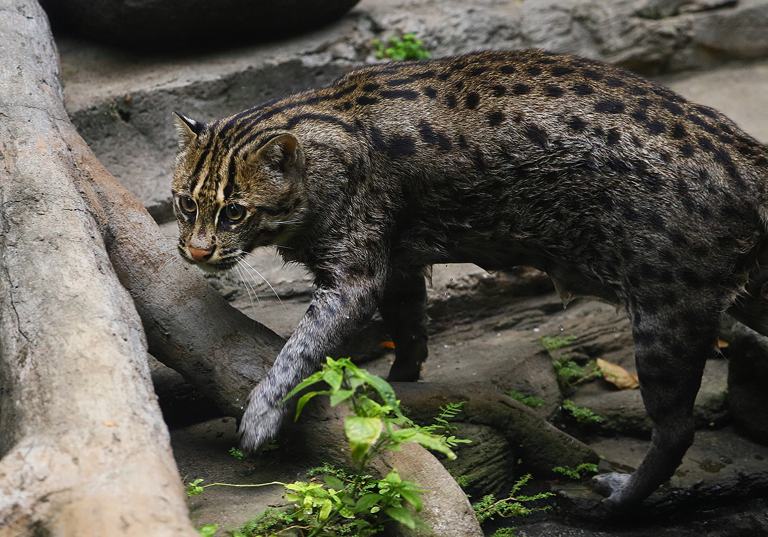 Fishing cat