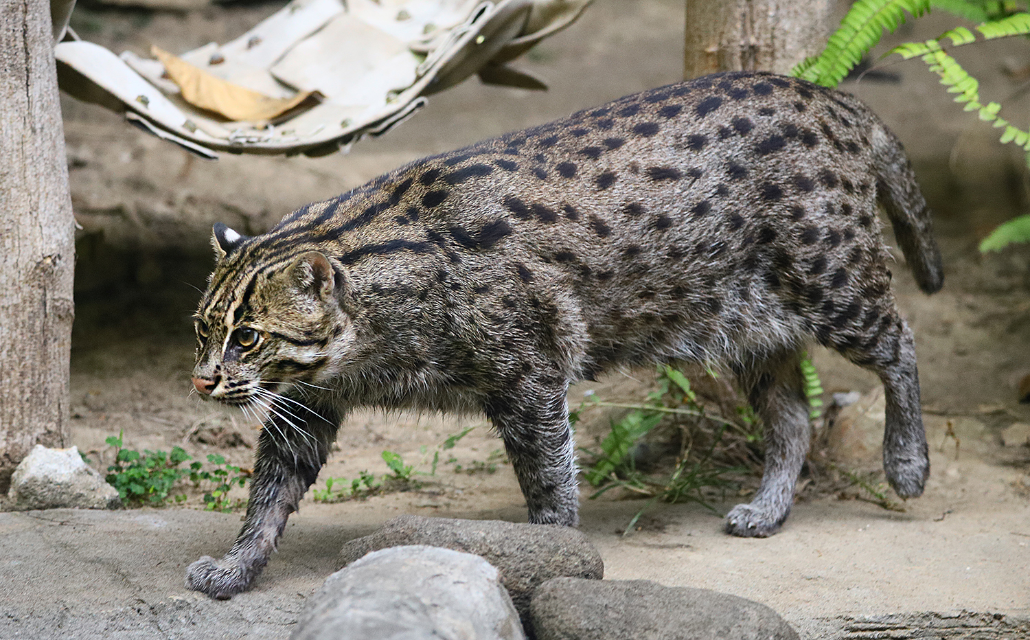 Fishing cat
