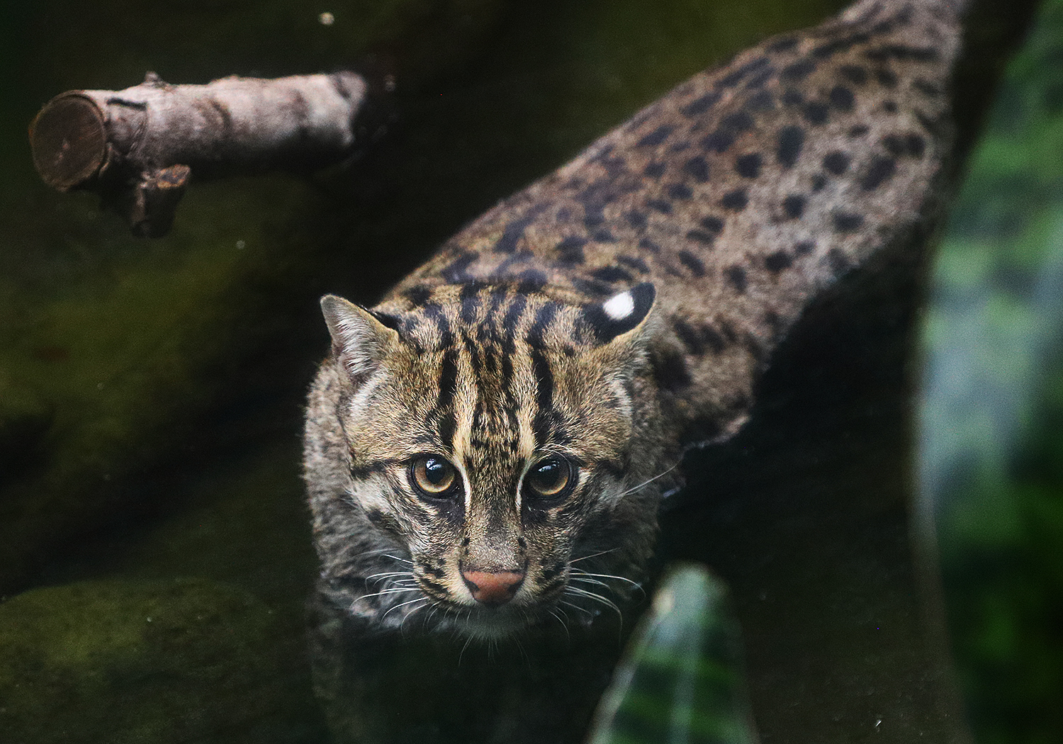 Fishing cat