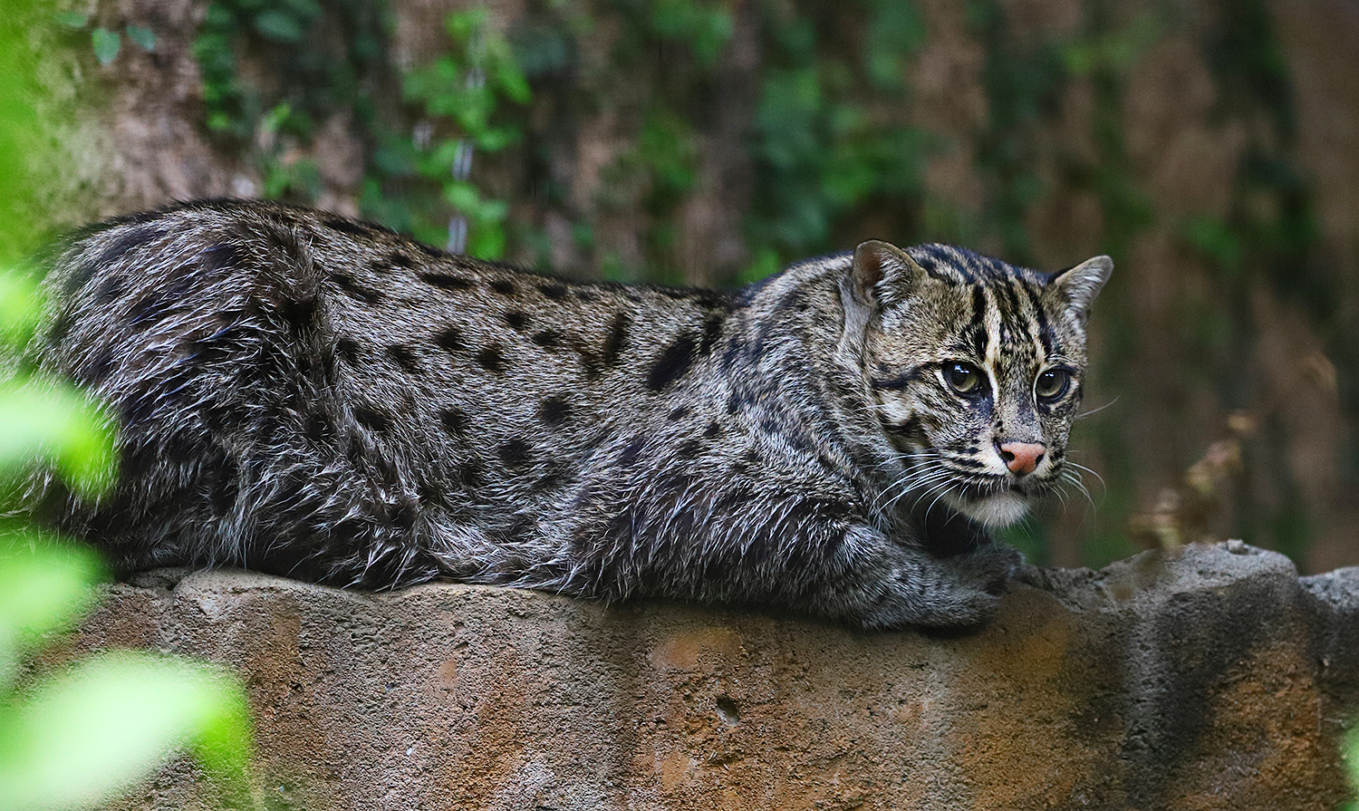 Fishing cat