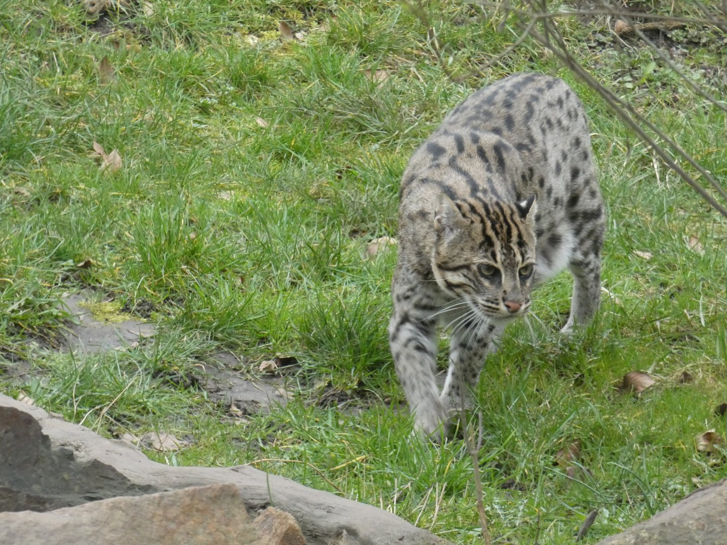 Fishing cat