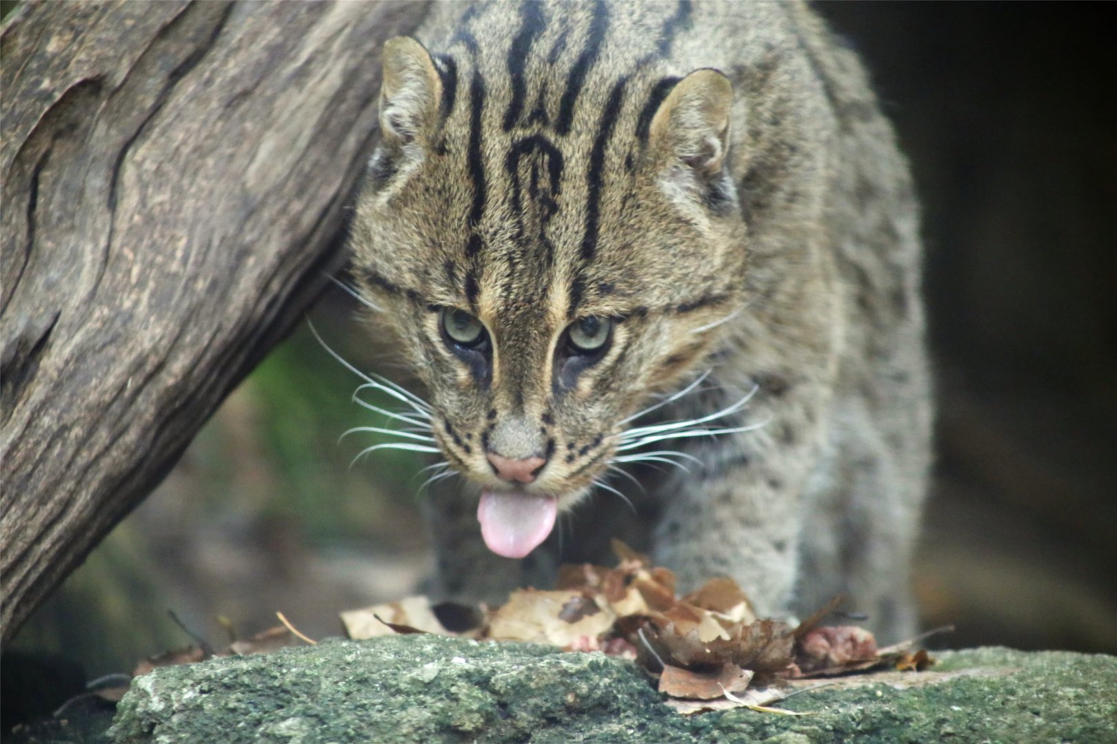 Fishing Cat