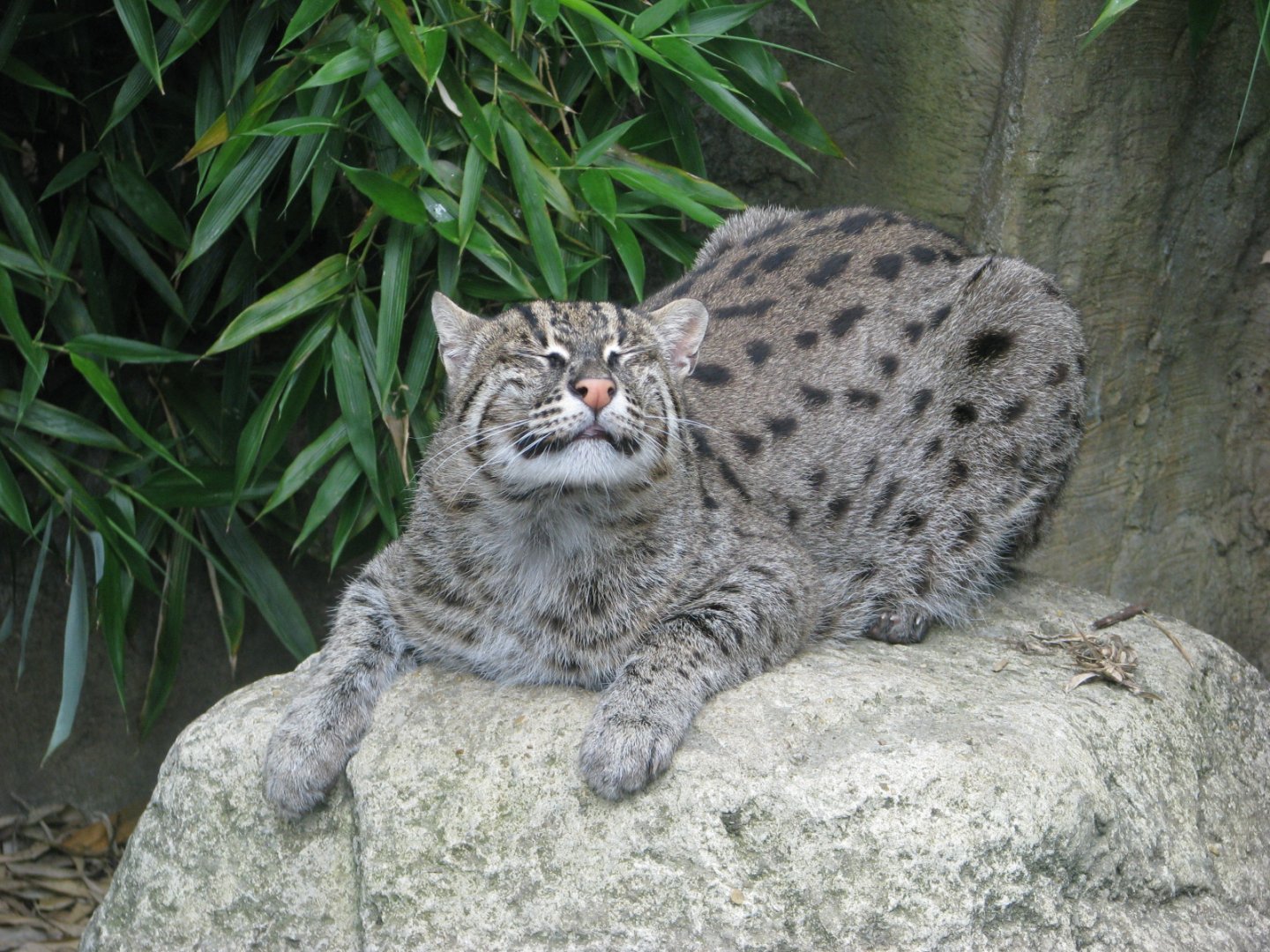 Fishing cat