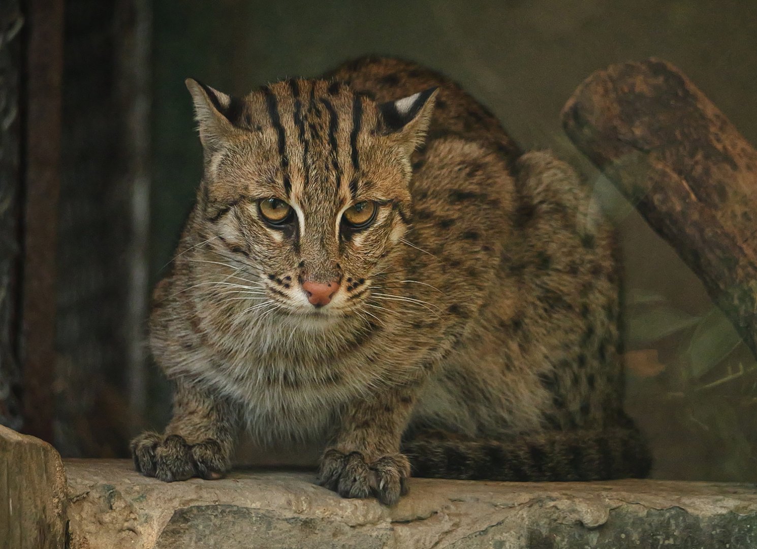 Fishing cat