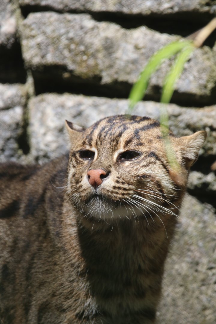 Fishing cat