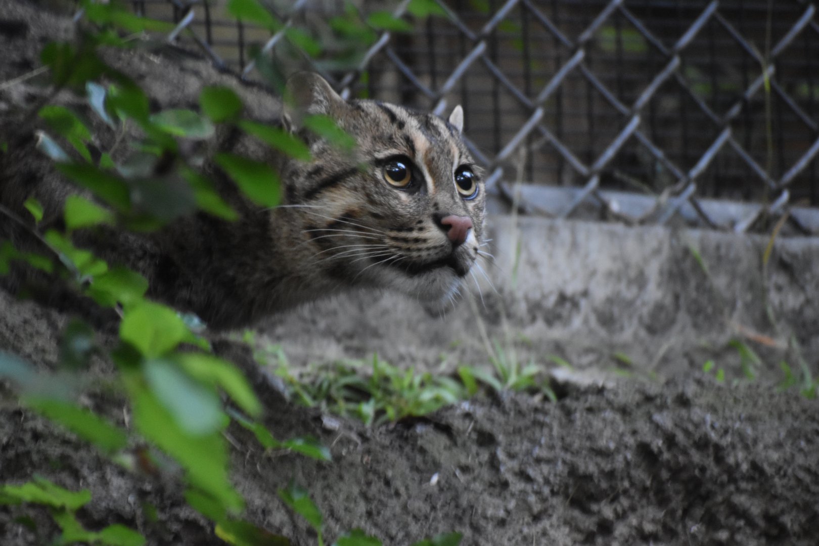 Fishing Cat