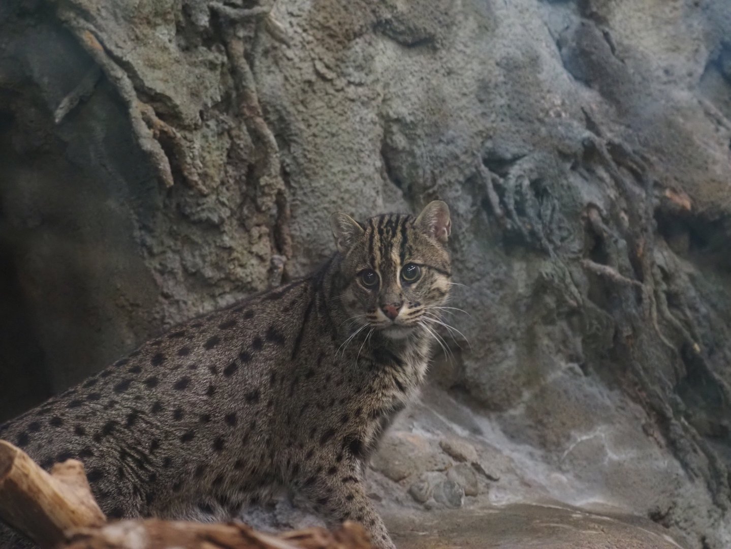 Fishing Cat