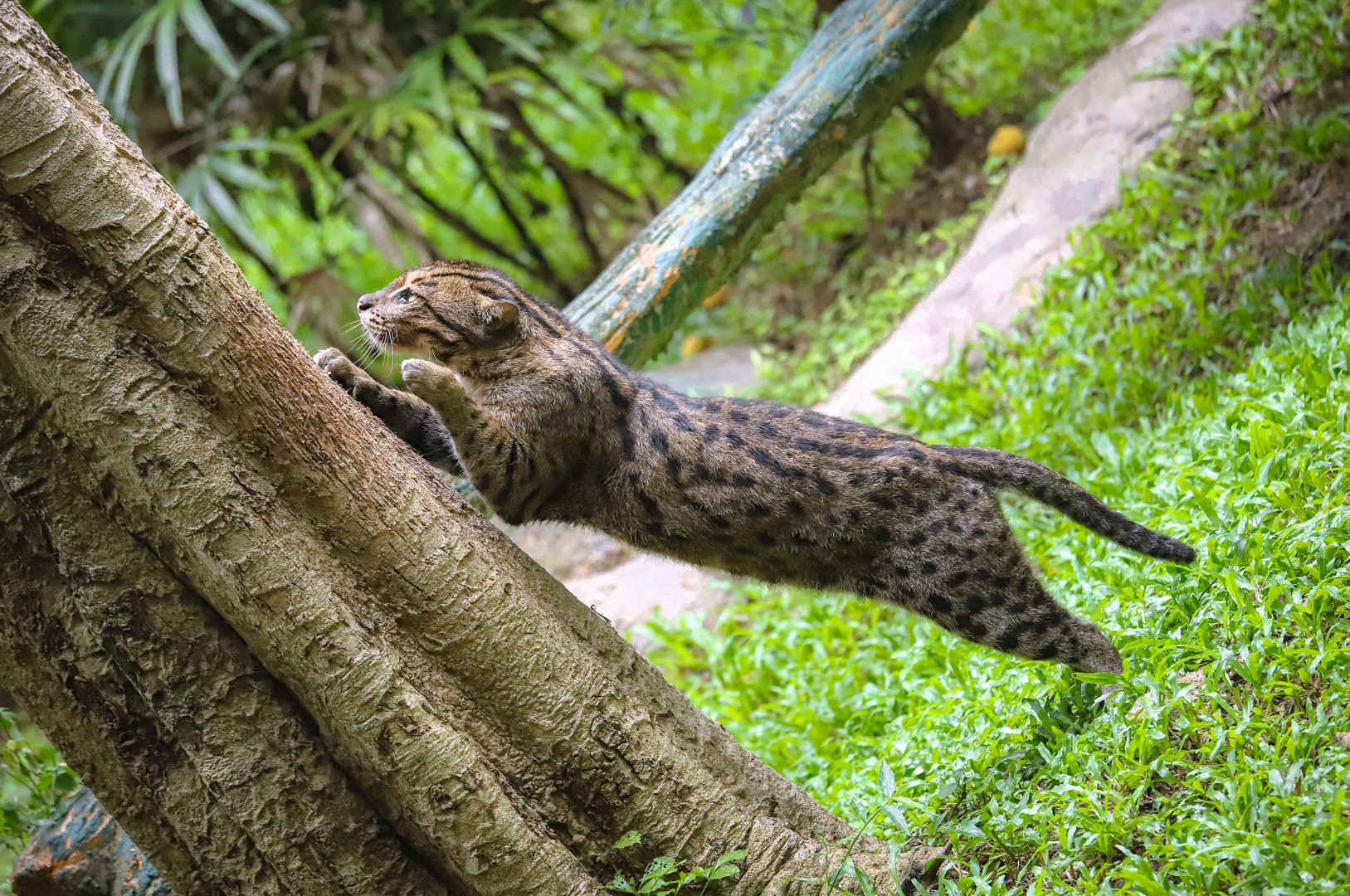 Fishing cat