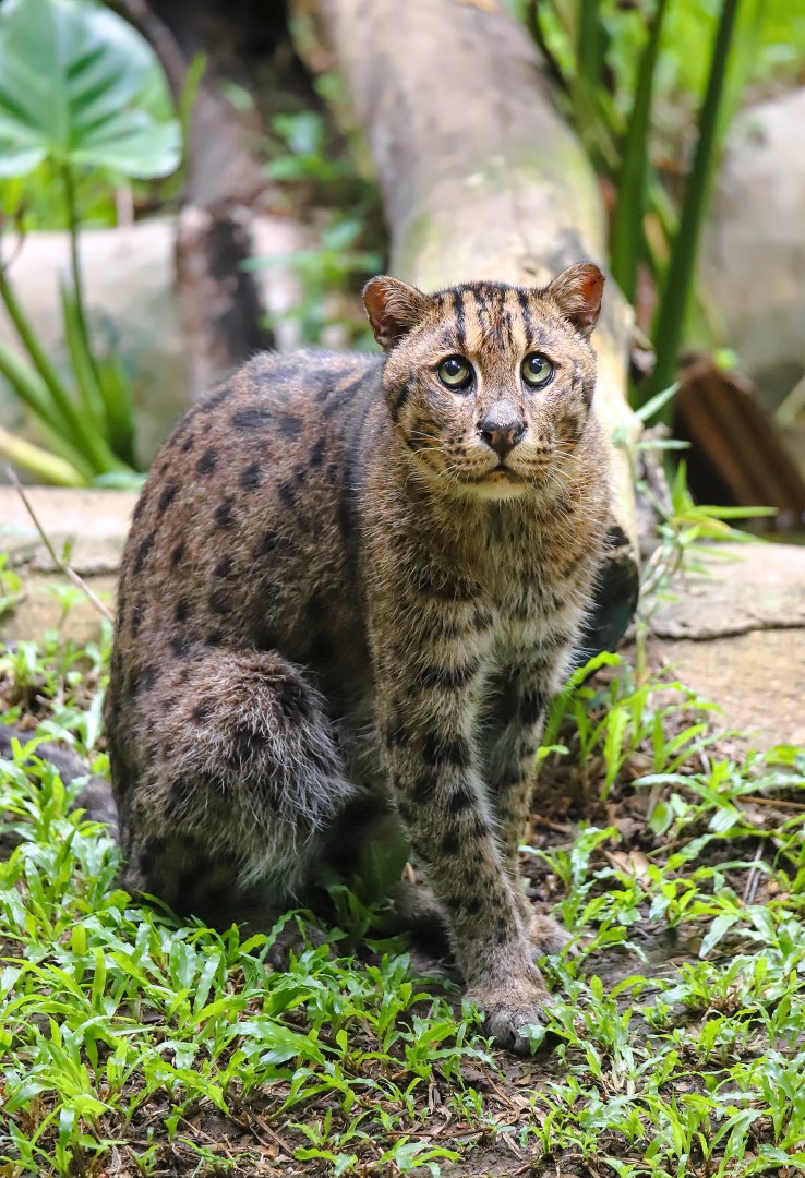 Fishing cat