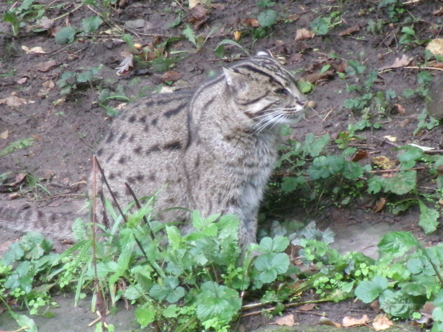 Fishing cat