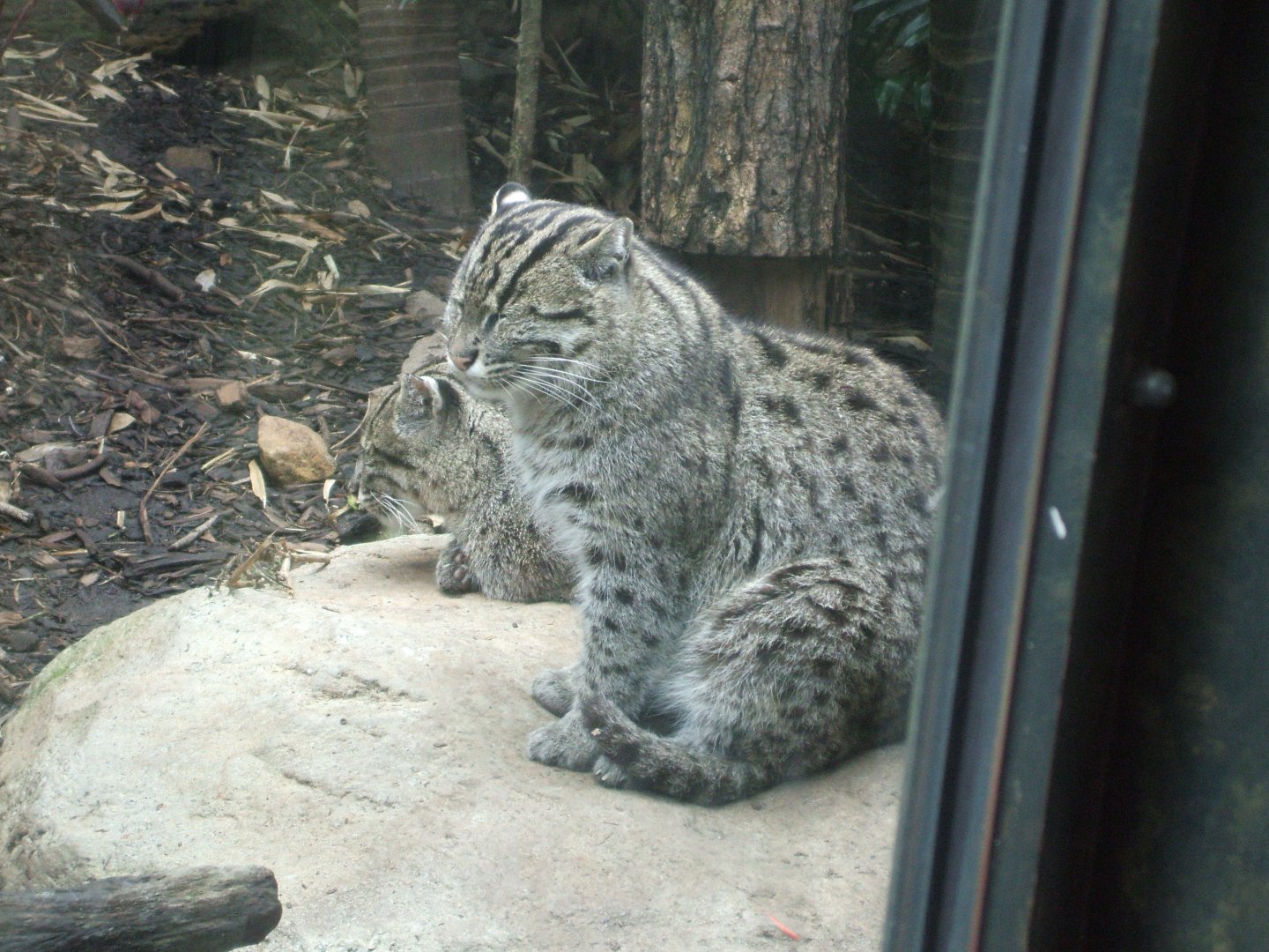 Fishing Cats, 2010