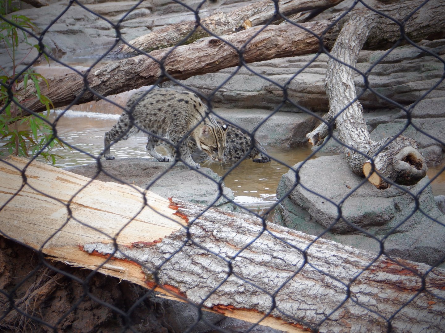 Fishing Cats at the Greensboro Science Center