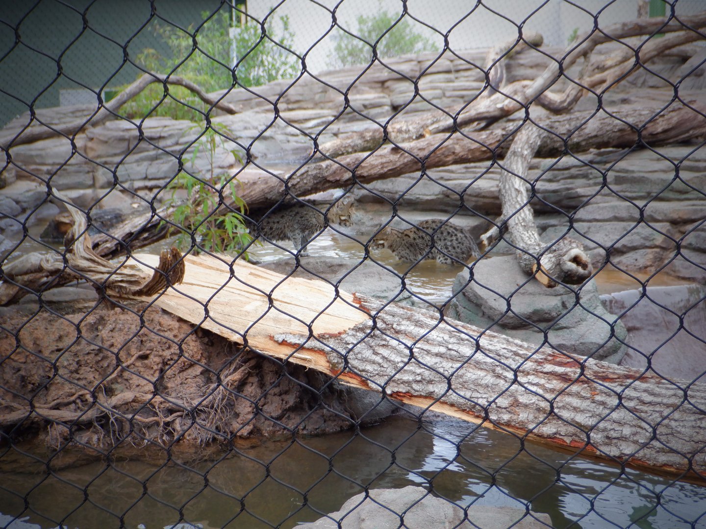 Fishing Cats at the Greensboro Science Center