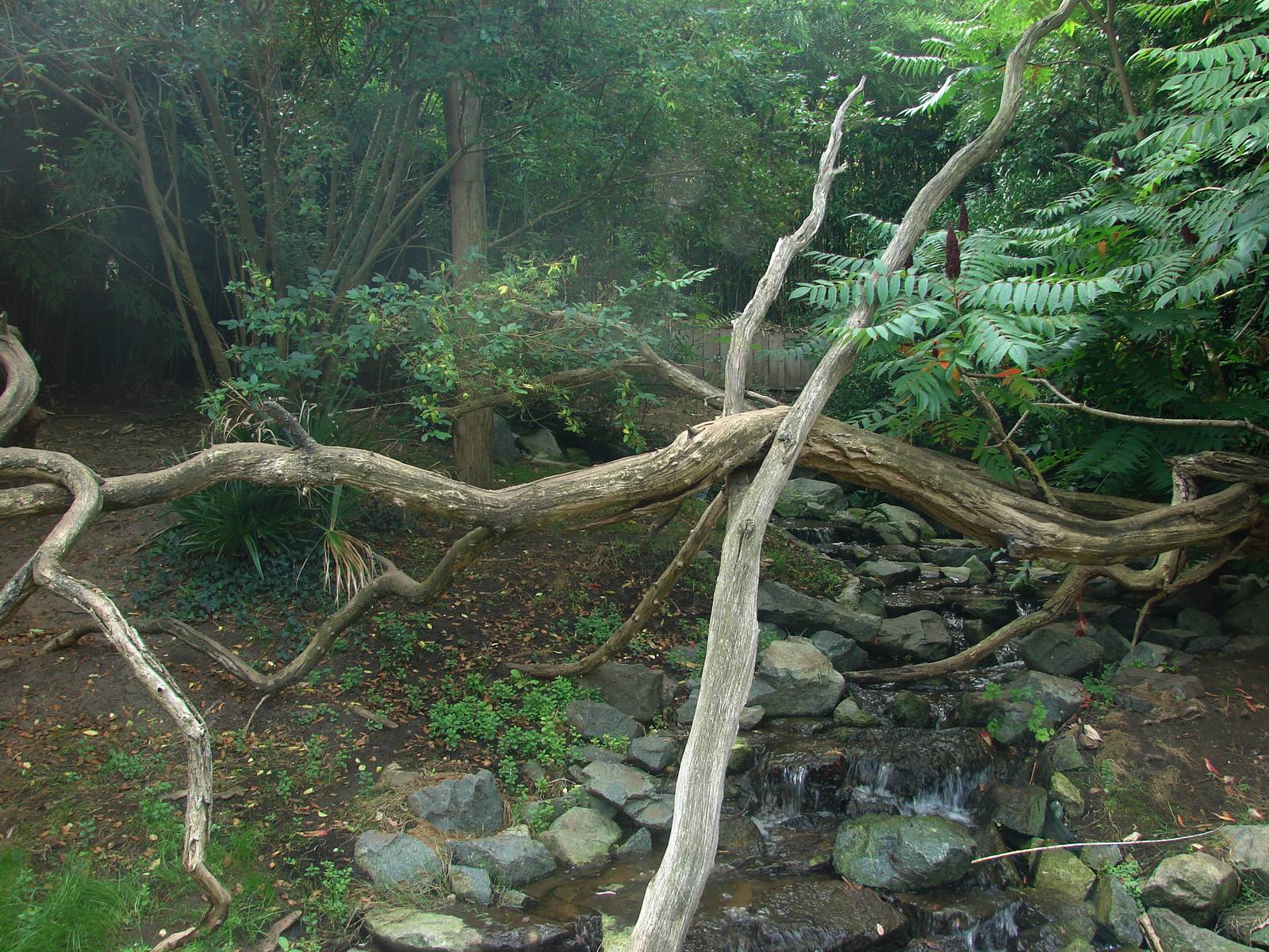 Fishing cats exhibit