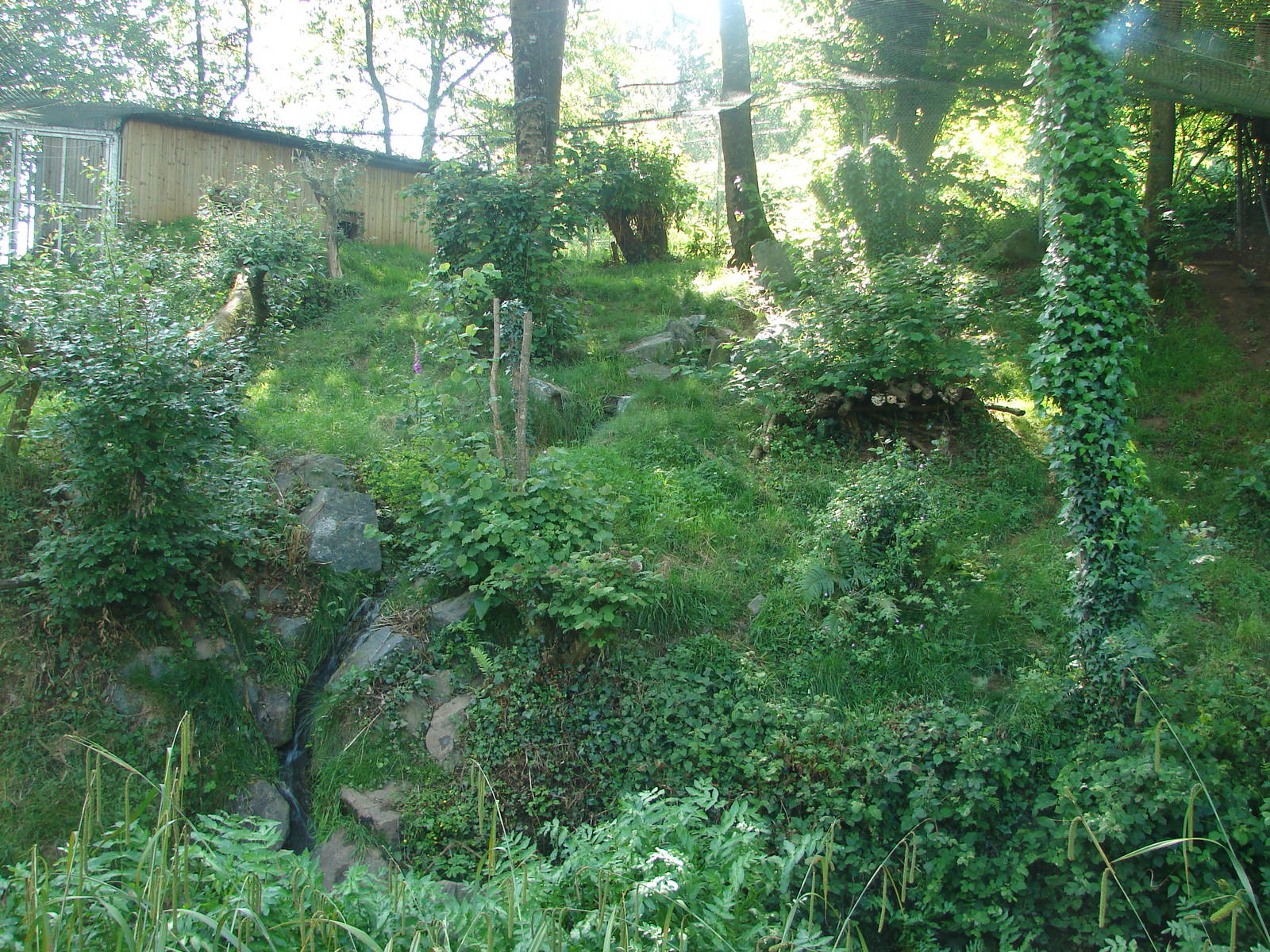 Fishing cats exhibit