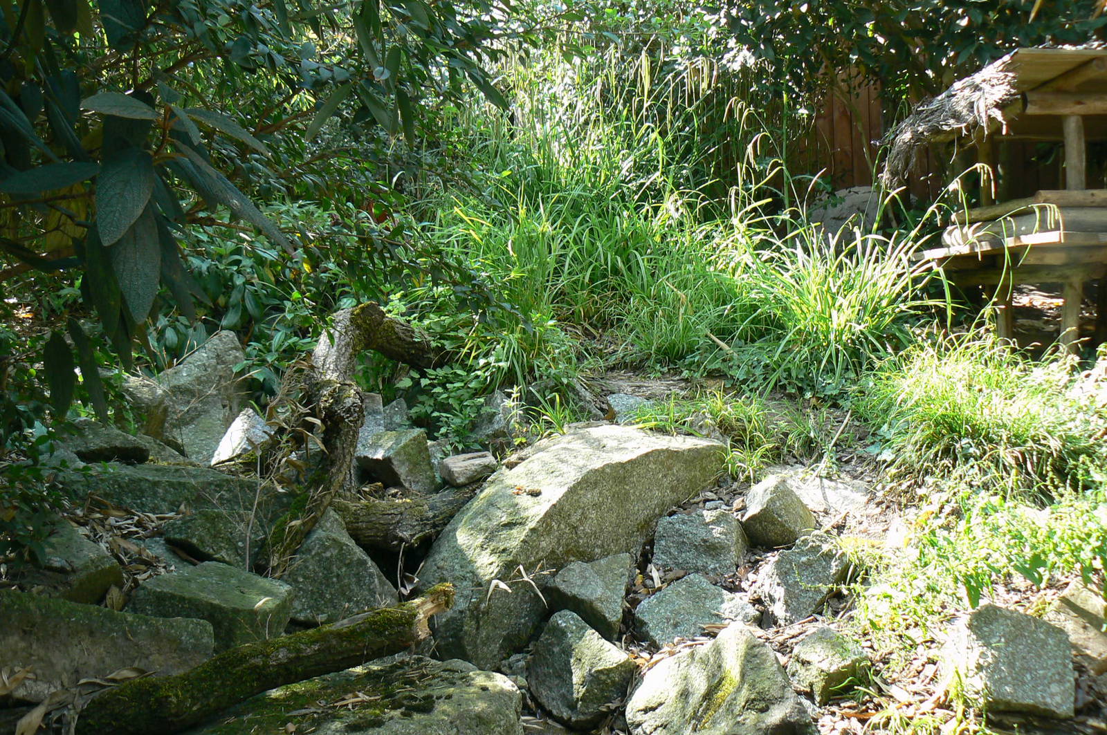 Fishing cats exhibit