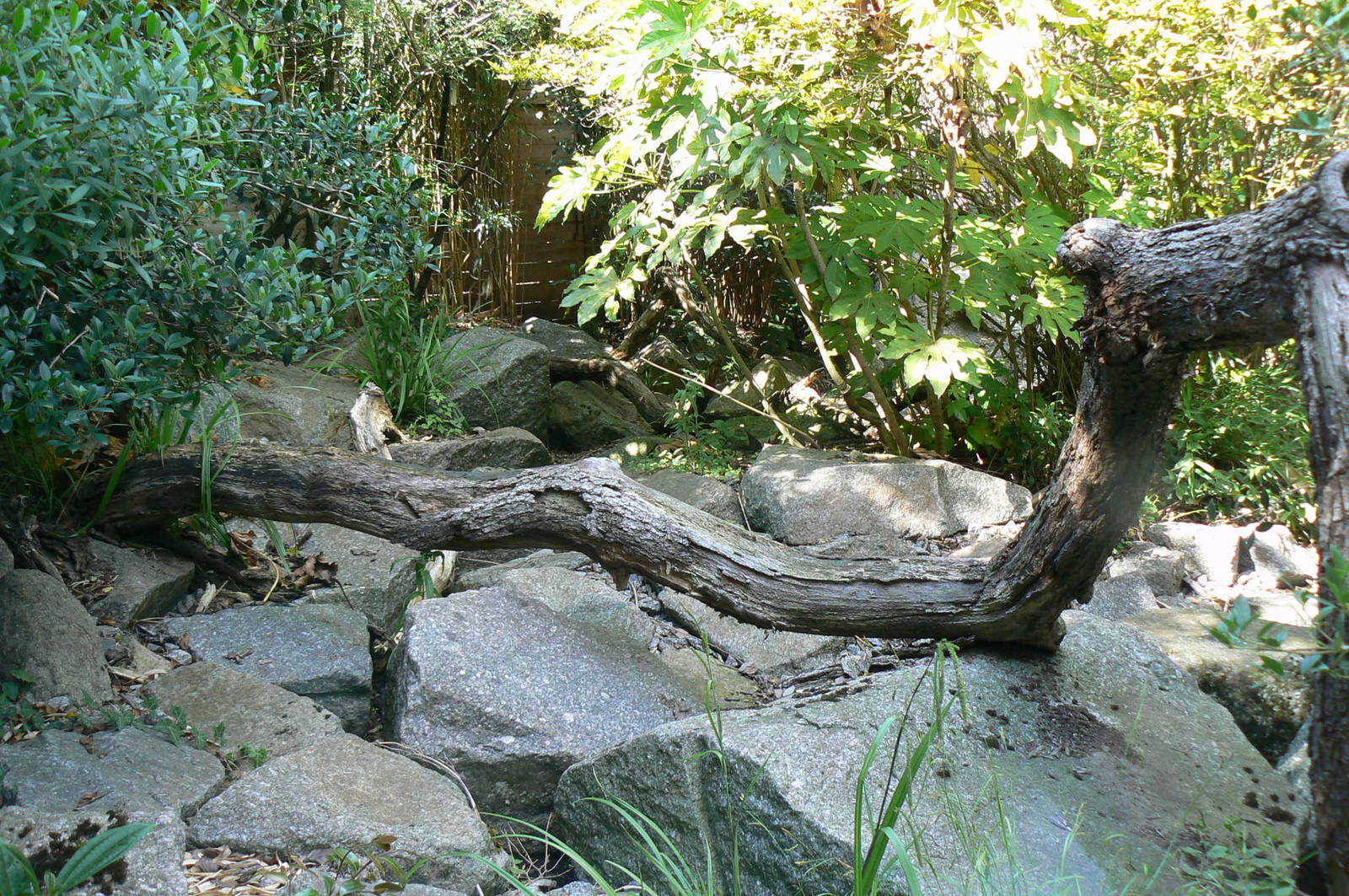 Fishing cats exhibit