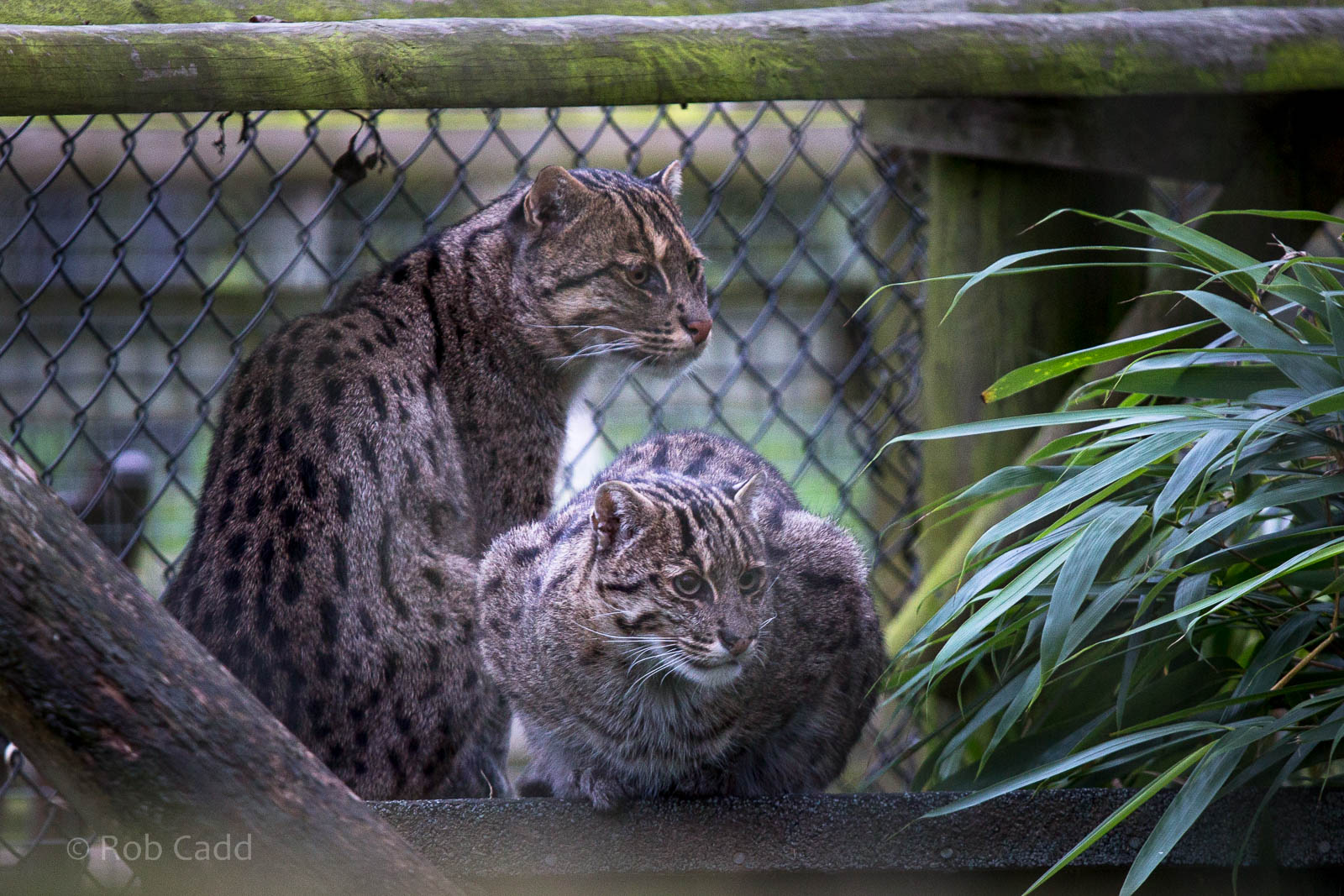 Fishing cats : Howletts : 17 Oct 2014