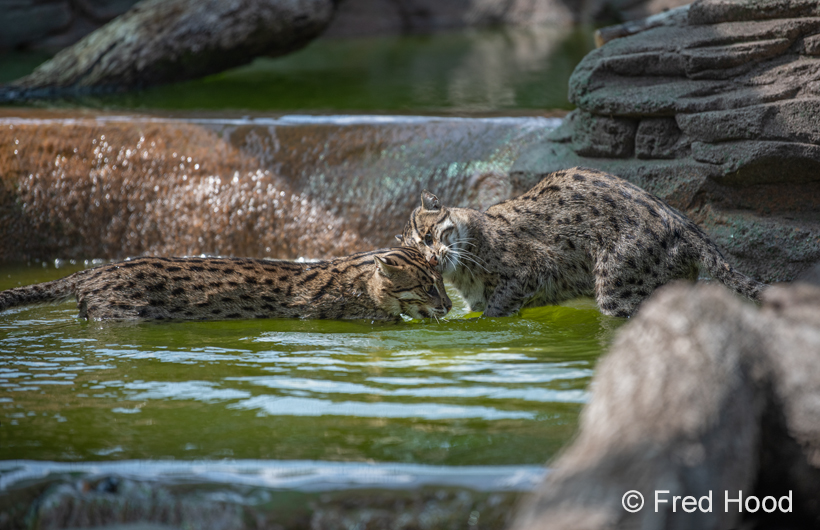 fishing cats in water